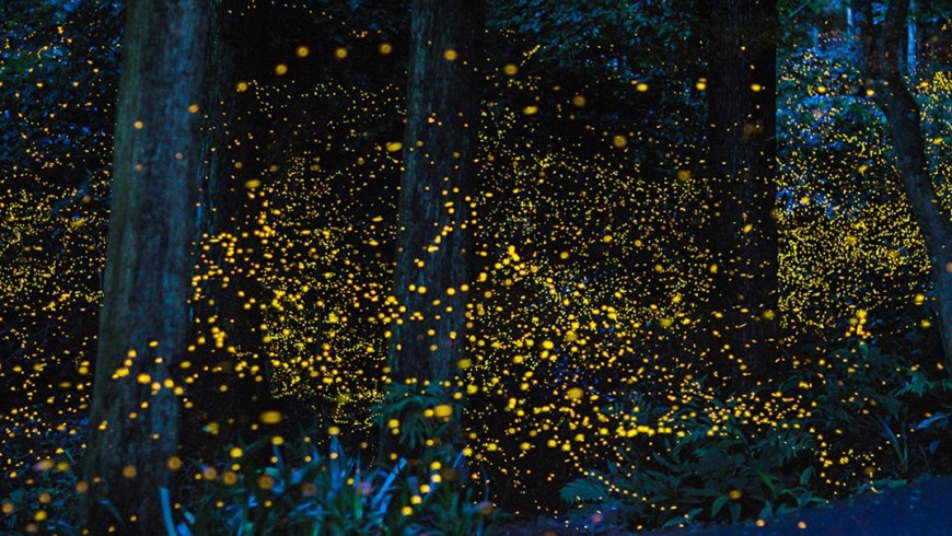 The arrival of summer and fireflies 