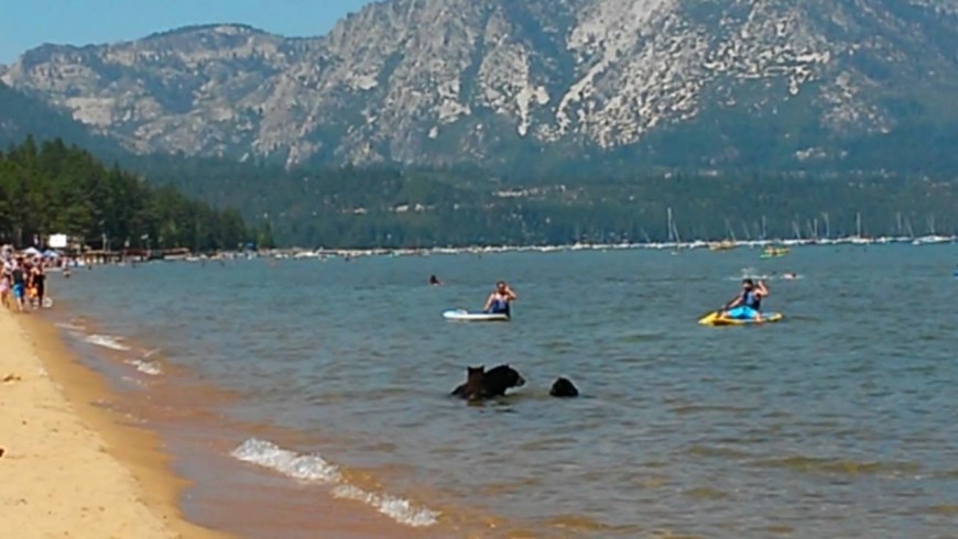 Mother bear and her cubs on California's beach