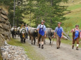 traditional festival in Val Passiria: return of the cattle, Plan, Val Passiria