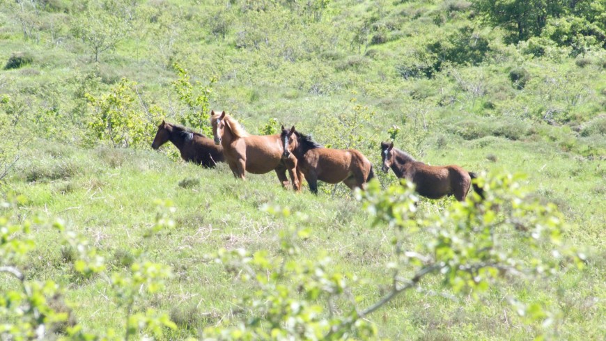Wild horses of Aveto Park