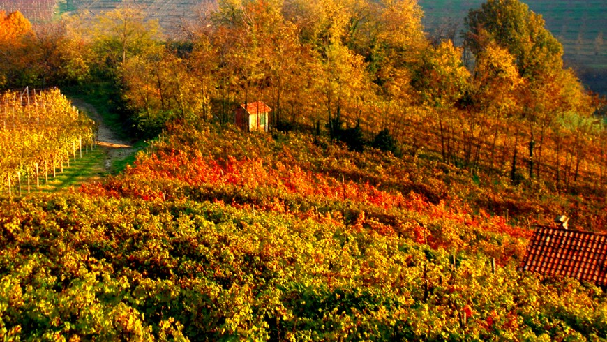 The foliage in the Langhe, Piedmont
