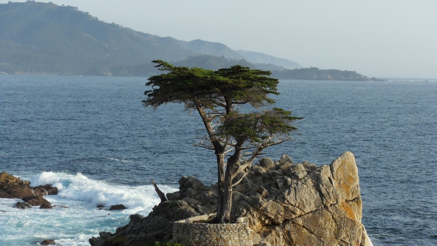 "Lone Cypress", the tree icon of California