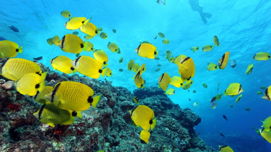 Milletseed butterflyfishes and snorkeler near surface, taken in 2009 in Papahanaumokuakea Marine National Monument 