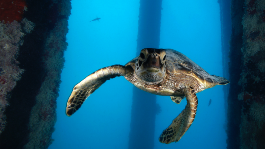 Green Turtles in Papahānaumokuākea, Hawaii's marine riserve