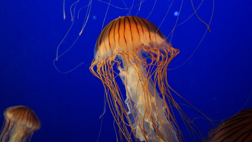 Monterey Bay Aquarium, California