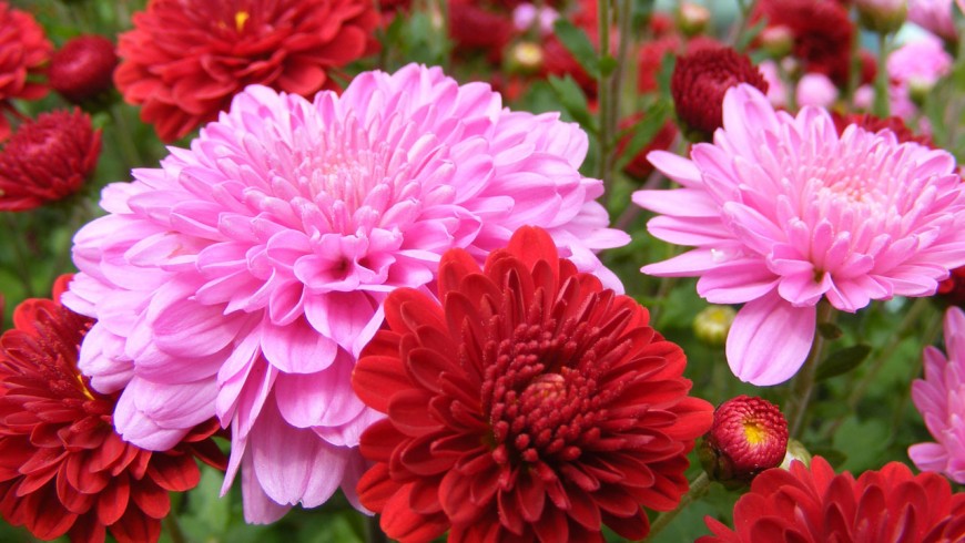 Chrysanthemum is one of the plants that can make the indoor air cleaner