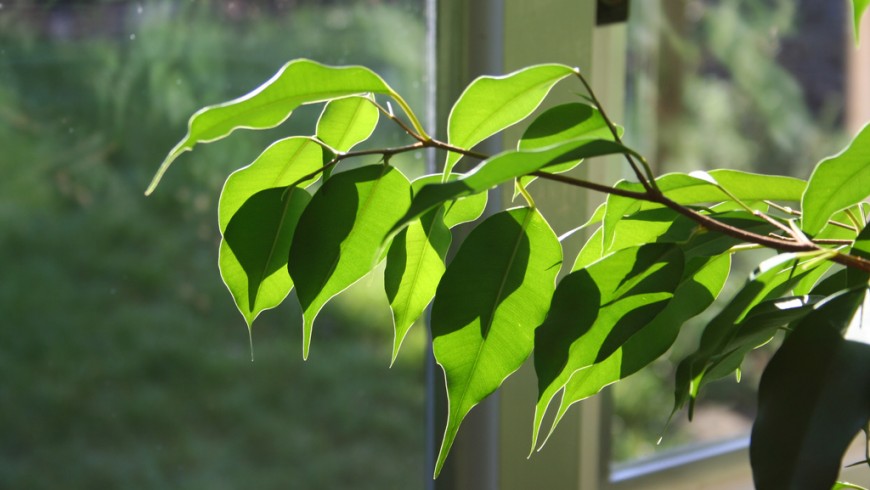 Ficus is one of the plants that can make the indoor air cleaner