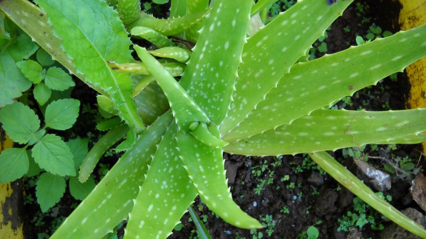 Aloe vera is one of the plants that can make the indoor air cleaner