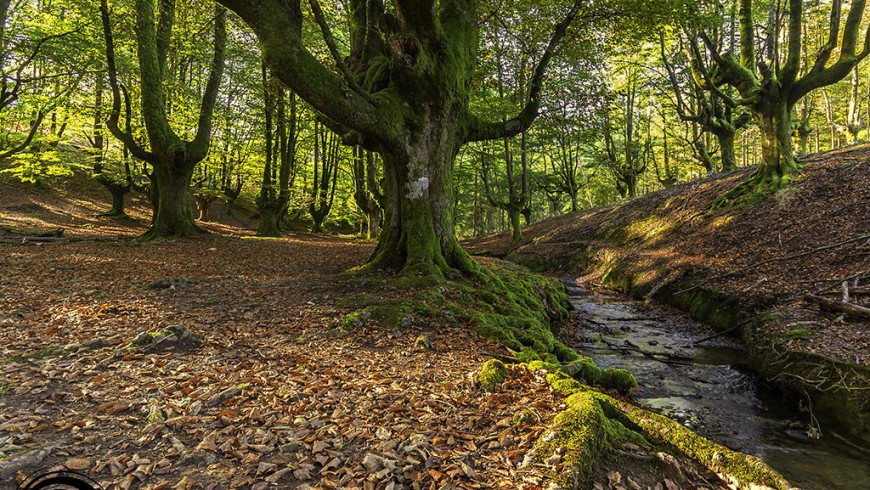 10 places to admire autumn leaves in Spain - Ecobnb