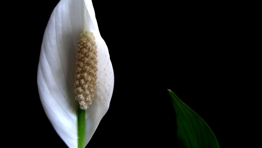 Peace lily is one of the plants that can make the indoor air cleaner