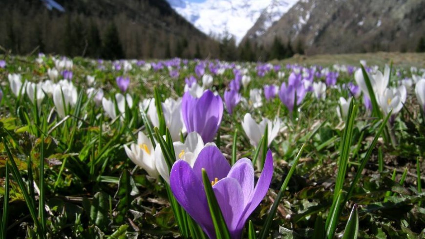 Wonderful holidays in Cogne, at the foot of Gran Paradiso mountain