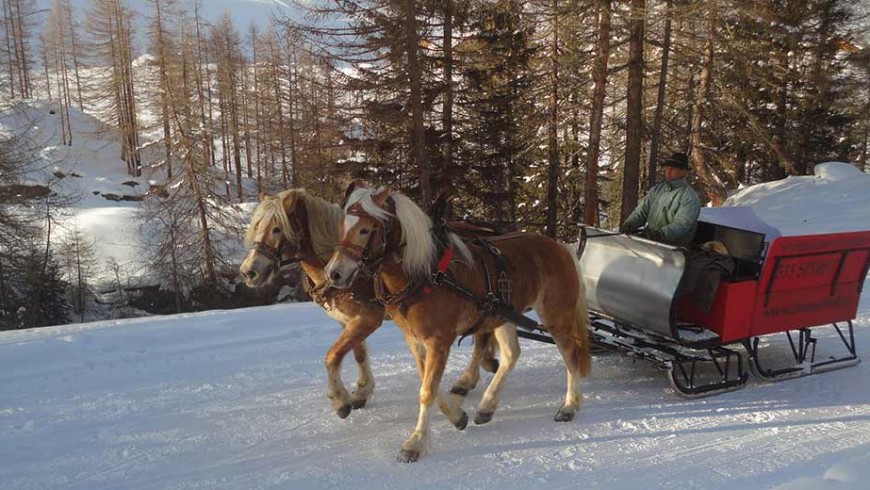 horses drawn sled