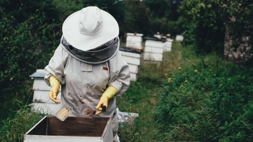 A beekeeper and her bees