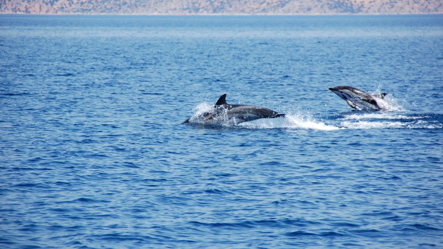 cetaceans (26)
