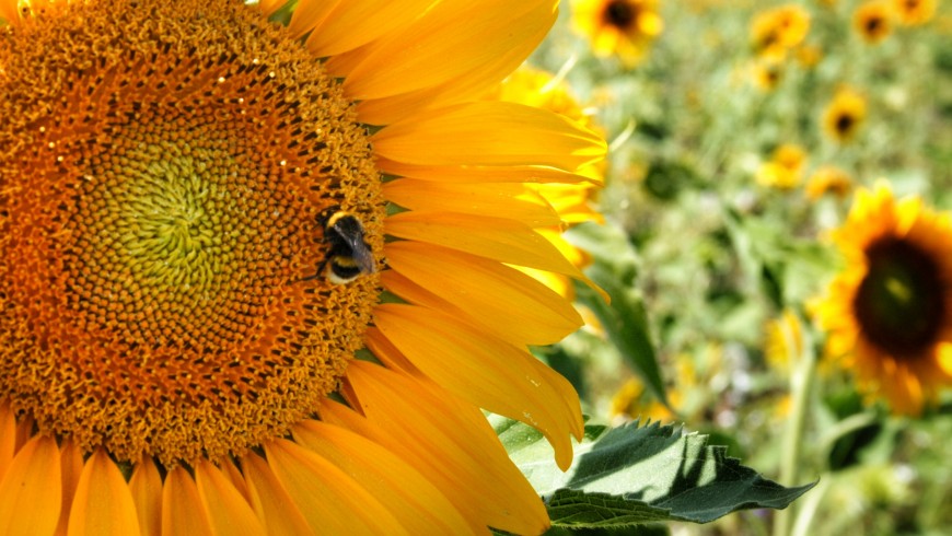 A bee pollinating a flower