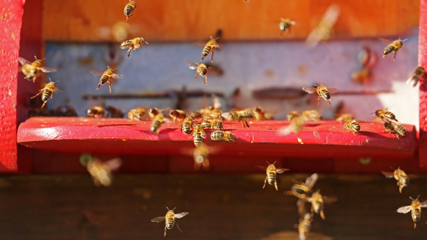 flying bees