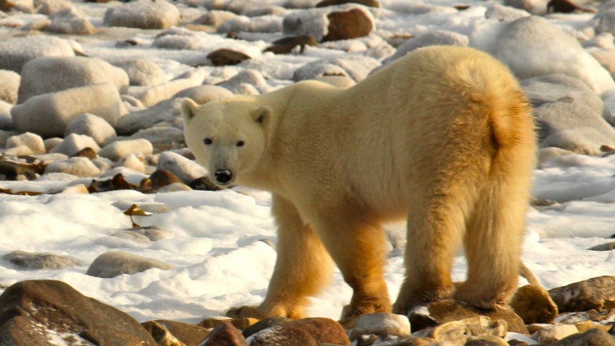 Wapusk National Park, Canada