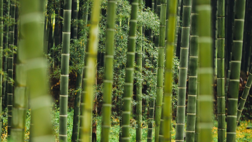 Bamboo