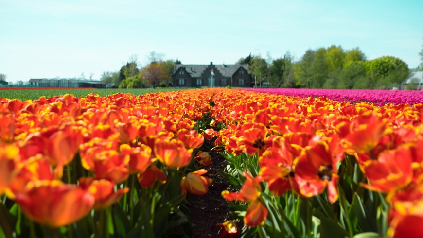 Spring break between the tulips in Holland
