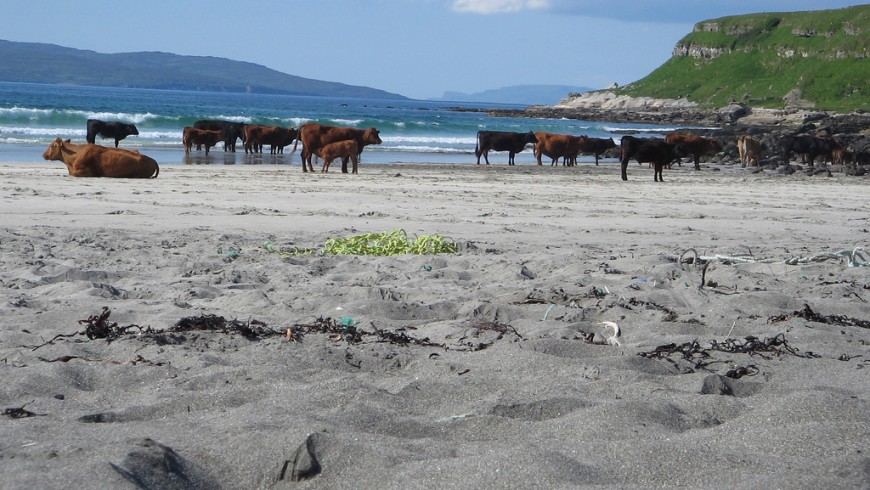 Nature and wildlife of the Isle of Eigg