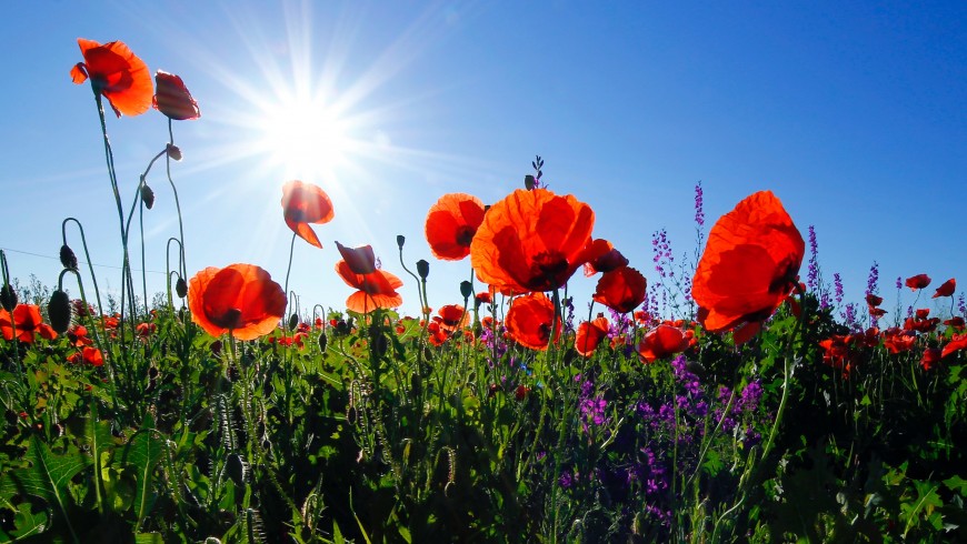 Flowered Italy: half of the flowers in Europe are here