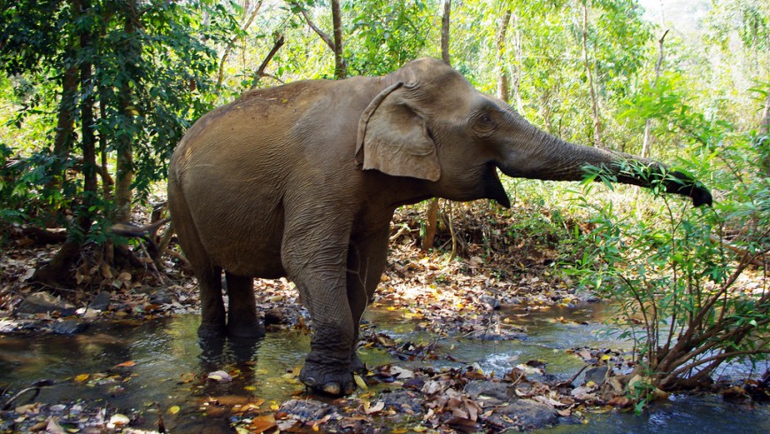 One of Elephant Valley Project's elephants