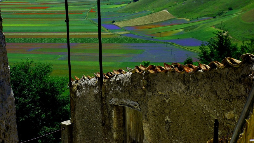 After the earthquake the flowering of Castelluccio di Norcia is back