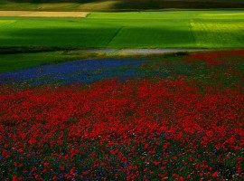 After the earthquake the flowering of Castelluccio di Norcia is back