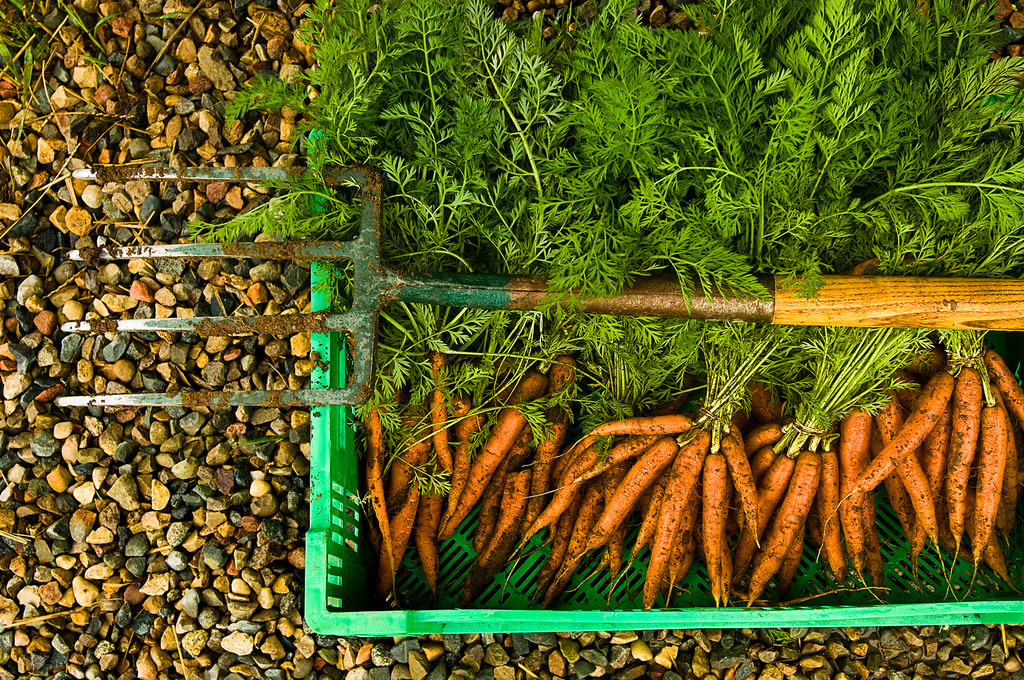 Organic food benefits carrots