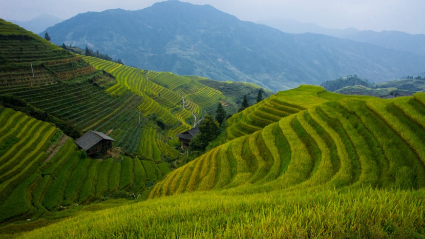 Photography South China rice fields