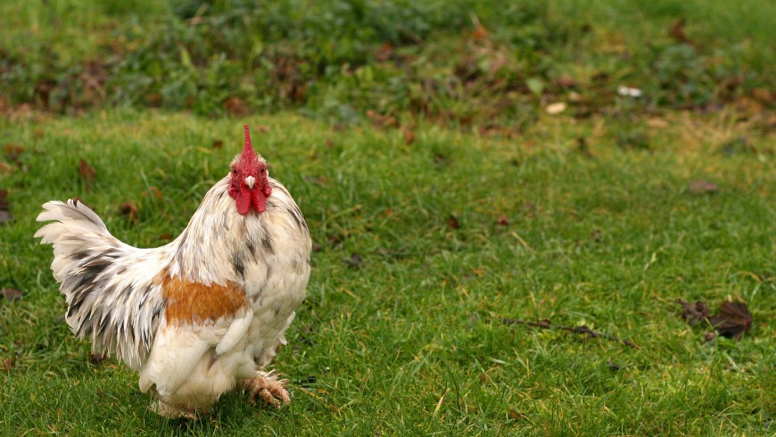 Chicken, Rural Experience in an Organic Farm