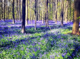 The magic of a blue forest in Belgium