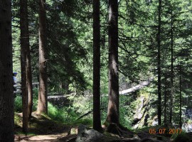 The Violins' Forest, Trentino