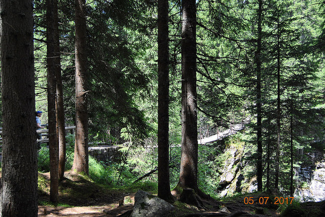 The Violins' Forest, Trentino