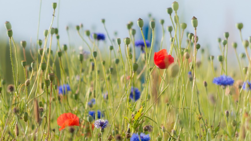 Wild flowers