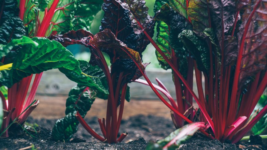 growing vegetables