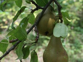 orchard pears