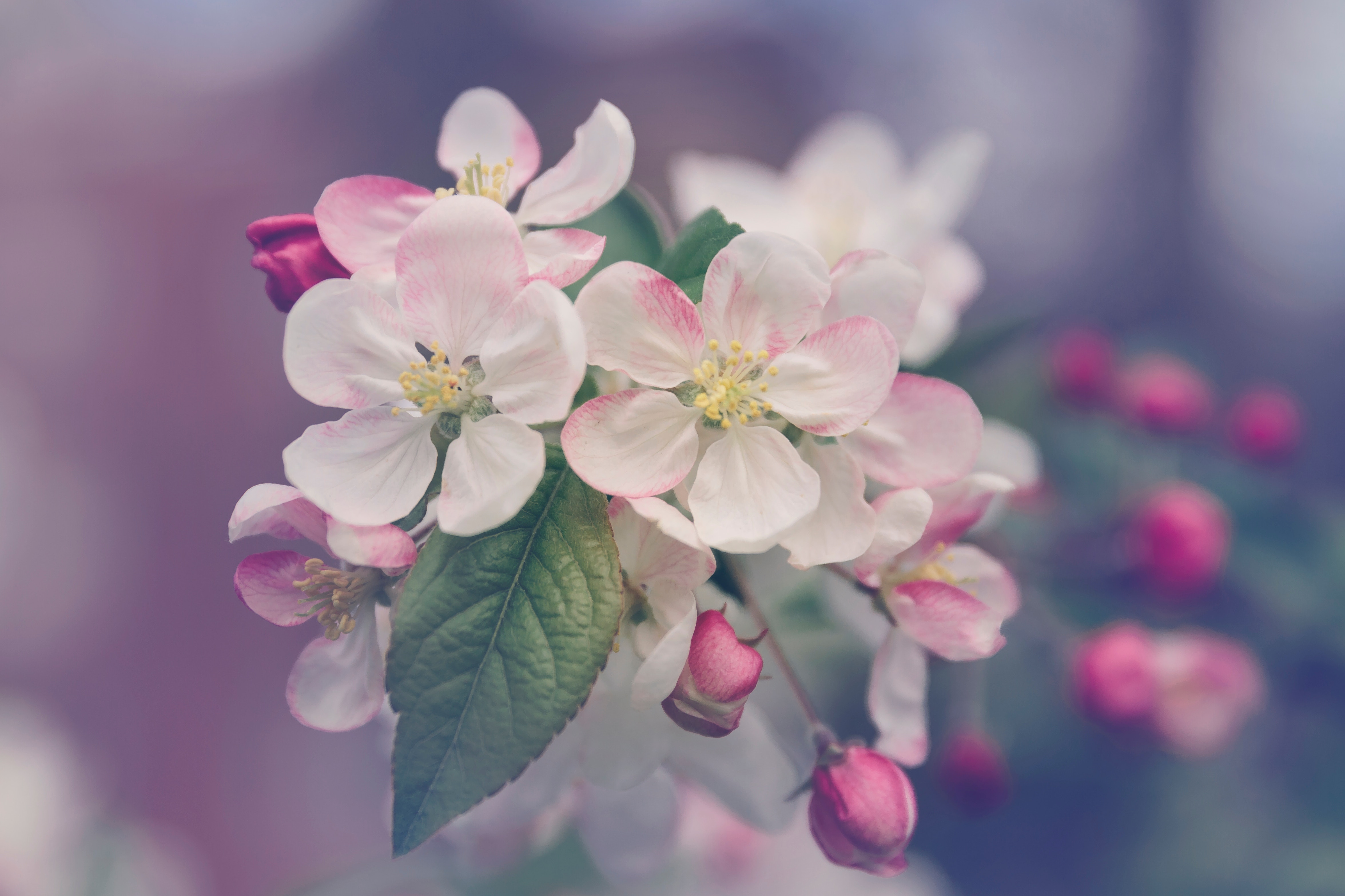 The Beauty of Flowers, photo by Marivi Pazos via Unsplash