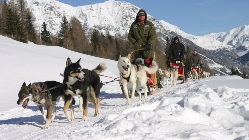 sleddog in Valdidentro, Alps