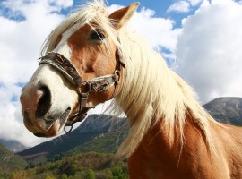 Horse on a mountain, photo via pixabay