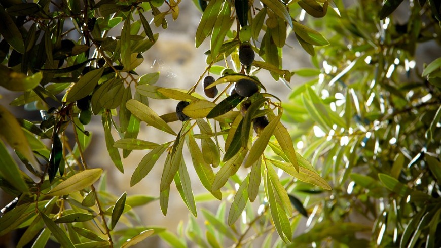 Olives, photo via pixabay