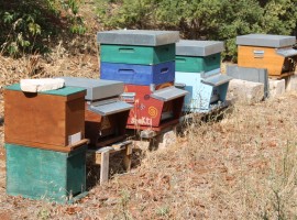 Bees - Mater, a zero impact project in Apulia
