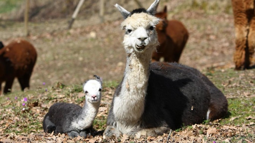 Alpaca breeding and biodiversity in the hills of Pisa