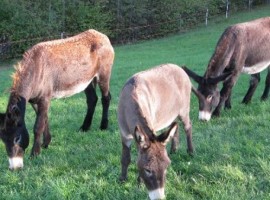 The dunkeys of Malga Riondera holiday farm