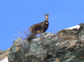 Chamois in the National Park of the Gran Paradiso, photo by Patafisik and Elena Tartaglione, via wikimedia