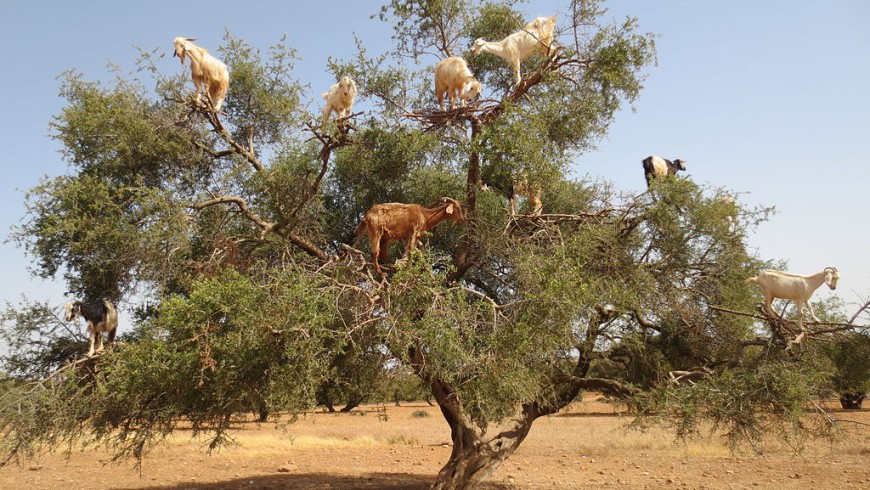 Argan trees in Morocco 