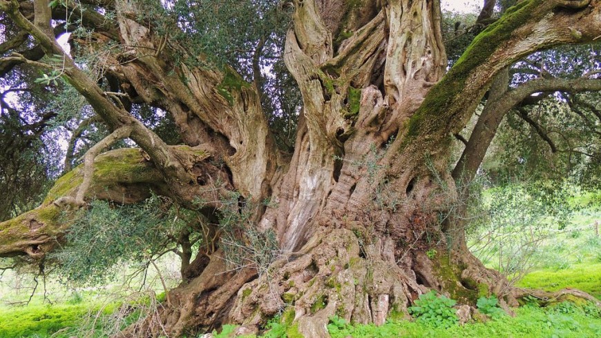 The oldest olive tree in Italy