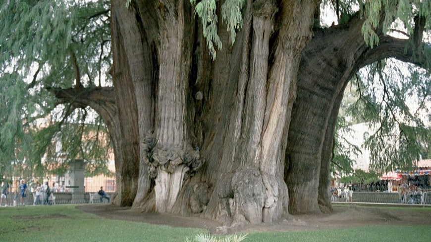 Montezuma Cypress