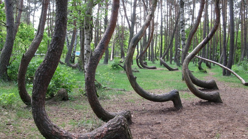 Crooked Forest. Suggestive and mysterious trees in Poland
