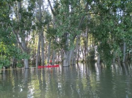 One day in a canoe along the Danube in Serbia